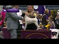 Fox Terriers Smooth | Breed Judging 2023