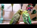 200 Min Budgies Chirping Parakeets Sounds Reduce Stress , Relax to Nature Bird Sounds