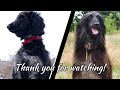 Afghan Hound Vincent - Puppy to Adult Transformation