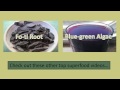 What is Spirulina? A Protein-rich Top Superfood Algae