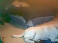 Dog sings along with Song of Storms