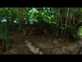 You've found a peacefull quiet bench in the middle of a bamboo forest 360 video Puerto Rico 2022