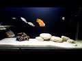 Parrot, tinfoil, Golden mabuna... 35 Gallon fish tank