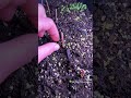 Checking out another tray and the growth of seedlings ￼