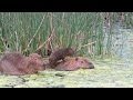 carpinchos/capybaras .#argentina  #capibarasurfing #surf