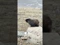 chatty marmot