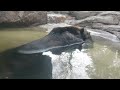 上野動物園のエゾヒグマ