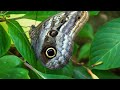 Zumbido Fascinante: Misterios de los Insectos en la Tierra | Episodio Completo