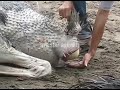 Amazing moment of laying ostrich