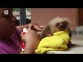 How a Sloth Gets a Bath