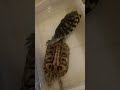 turtles 🐢烏龜交配篇（現場）一公一母發情期#巴西龜