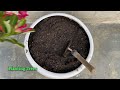 How to propagate adenium flowers by cuttings | adenium plant care