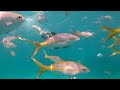 Sombrero Reef Snorkeling in Marathon Florida Keys (4K)