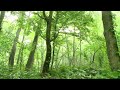 Rain falls on forest trees - Relaxing rain atmosphere