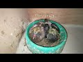 How to re-home old homing pigeons and update on my babies pigeons.