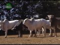 Confinamento sem volumoso traz vantagem no manejo e não compromete o ganho