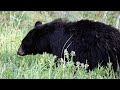 Black Bear on the side of the road in Yellowstone!