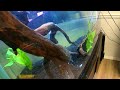 DREAM FISH - ARE THEY REALLY WORTH $10K? BIGGEST AXOLTL IN THE WORLD???