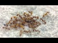 Ants in Slow Motion 1to8