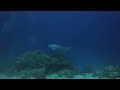 Manta Ray at German Channel, Koror, Palau, Micronesia