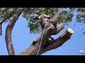 Amazing !! Cutting down Giant trembesi trees from start to finish.