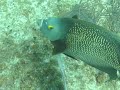 French Angel Fish - Little Cayman