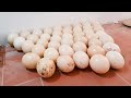 Dancing Ostrich - Harvesting Ostrich Eggs | Dangerous Working Harvest Ostrich Eggs for Breeding