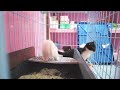 2024 Chó Phốc Sóc Mini 😍 Funny and Cute Pomeranian 😺🐶 | cute animals84