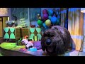 The Secret Life of Pets: Off The Leash Ride POV At Universal Studios Hollywood 6/11/2024