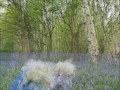 Fairies in the Bluebells (from The Tales of Knock Na Shee