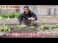 【野菜】これで豊作！芽かき・土寄せ〜収穫タイミングなど超重要事項を徹底解説！