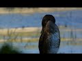 The Cormorant - An Appreciation