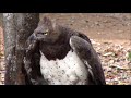 Martial eagle and hooded vulture  Kruger park