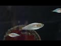 LARRY SHANKLE FISH ROOM TOUR - Rainbowfish, Angelfish, Corydoras and MORE