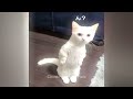 Funniest Dogs and Cats 🐶 Funniest Animals 😘🐱