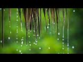 Soft rain sounds for sleeping, studying and relaxing | Relaxing Rain Sounds