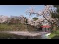 The three most famous cherry blossom sites in Japan ( Mt. Yoshino / Takato Castle / Hirosaki Park )
