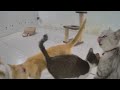 😘 New Funny Cats and Dogs Videos 😂 Funny Animal Videos 😆😆