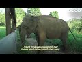 Two Elephants Freed From Concrete Pit After 20 Years | The Dodo Comeback Kids