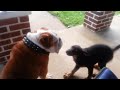 Puppy messing with my bulldog