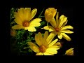 My Flower Slideshow