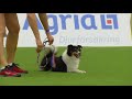 AWC 2018 Small Individual Agility