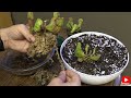 Sarracenia Purpurea Care: Repotting A Sarracenia Purpurea, Soil Mix, How Much Sun, Watering & Food