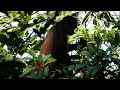 WOW! Spider Monkeys in Costa Rica's Corcovado National Park!