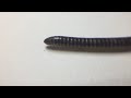 Millipede