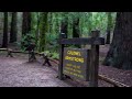 Quiet Nature Walk through the Redwoods