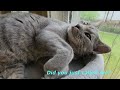 Sleeping Giant Cat - Johnny. Cat's Funny Life. Cute Cats Jessica & Johnny #cats #pets #viral #funny