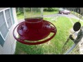 Bee-Proofing A Hummingbird Feeder