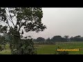 Uwis Tandur ! Sawah Sudah Tandur Lagi | #berkahchanel7494 #berkahchannel622 #SDAmelimpah