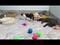 You Laugh You Lose😹Funniest Dogs and Cats 2024😻🐶